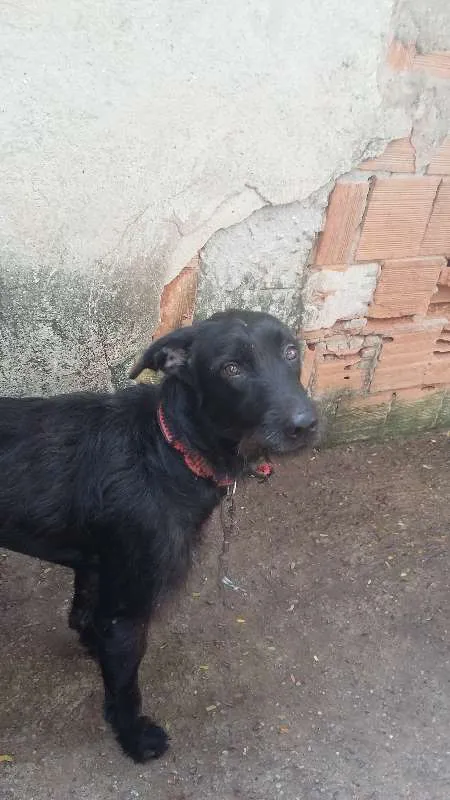 Cachorro ra a vira-lata com labrador idade 3 anos nome Negão