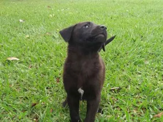 Cachorro ra a  idade 2 a 6 meses nome sem nome