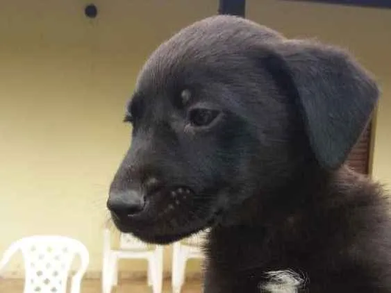 Cachorro ra a  idade 2 a 6 meses nome sem nome
