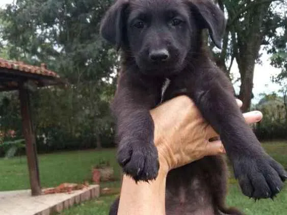 Cachorro ra a  idade 2 a 6 meses nome sem nome
