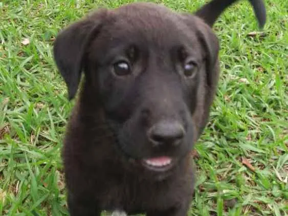 Cachorro ra a  idade 2 a 6 meses nome sem nome