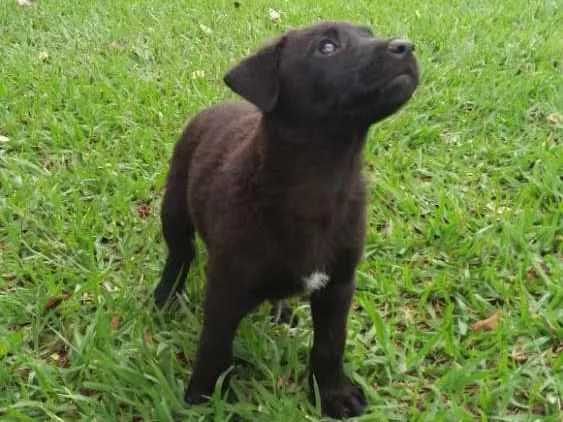 Cachorro ra a  idade 2 a 6 meses nome sem nome