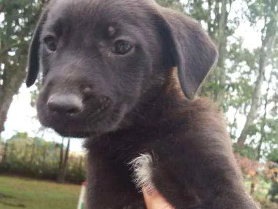 Cachorro ra a  idade 2 a 6 meses nome sem nome