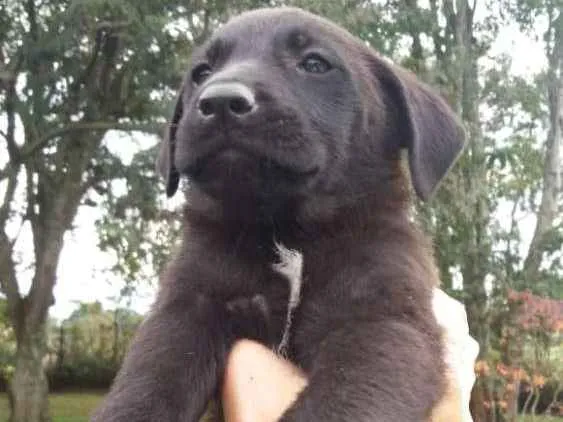 Cachorro ra a  idade 2 a 6 meses nome sem nome