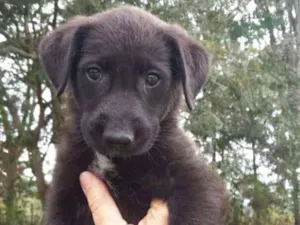 Cachorro raça  idade 2 a 6 meses nome sem nome