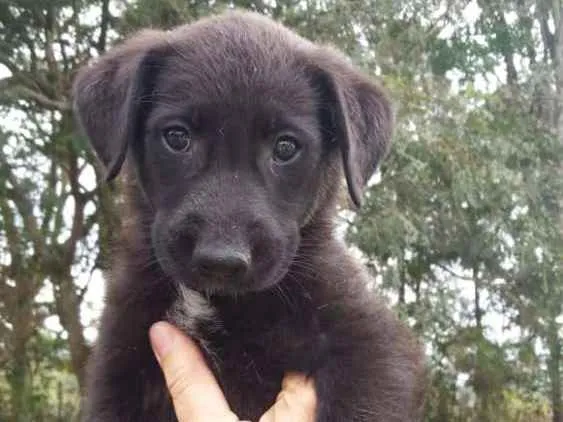 Cachorro ra a  idade 2 a 6 meses nome sem nome