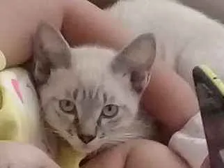 Gato ra a  idade 2 a 6 meses nome Dillan