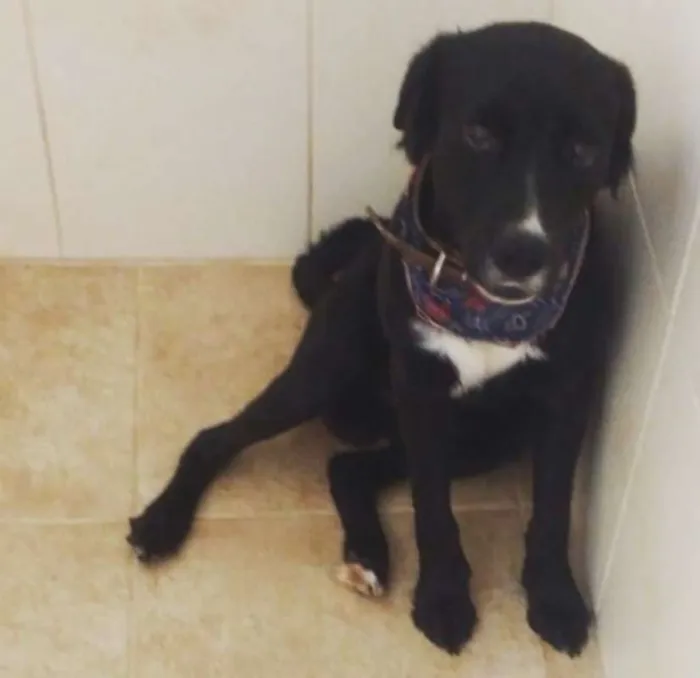 Cachorro ra a SRD idade 5 anos nome Bastian