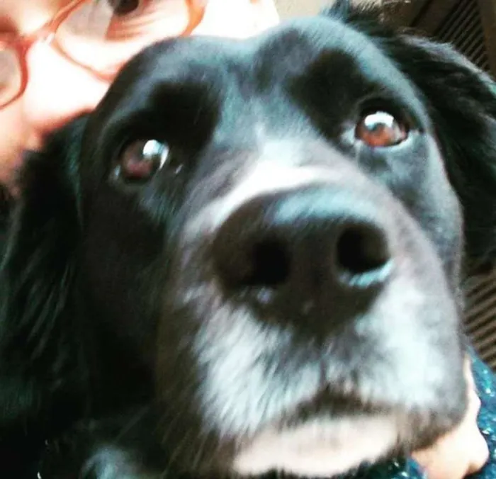 Cachorro ra a SRD idade 5 anos nome Bastian