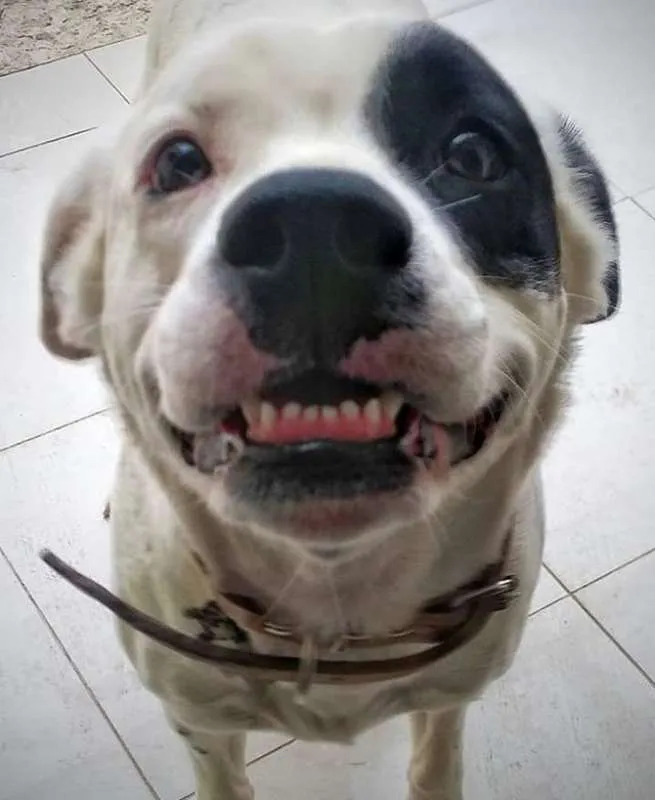 Cachorro ra a SRD idade 5 anos nome Gaia