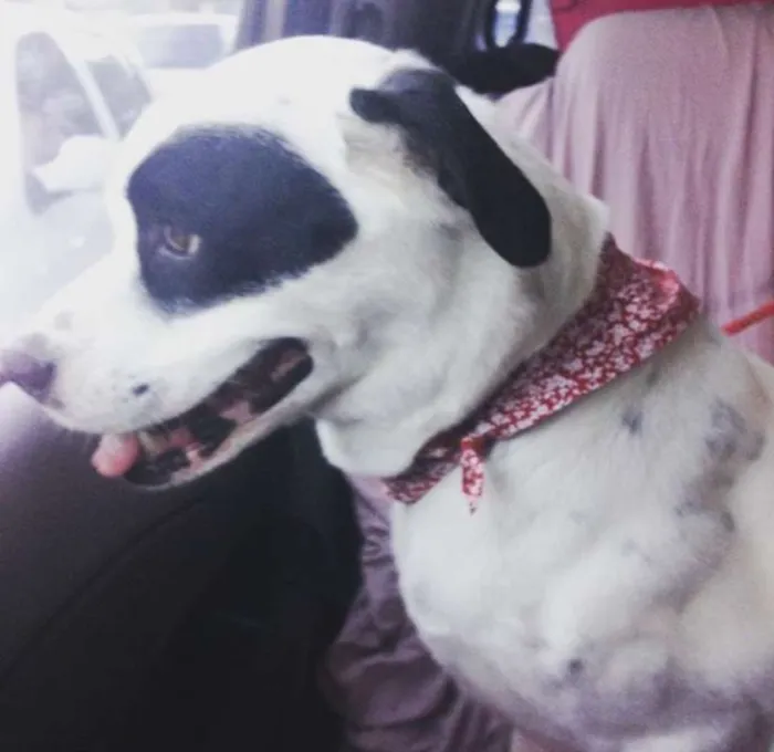 Cachorro ra a SRD idade 5 anos nome Gaia