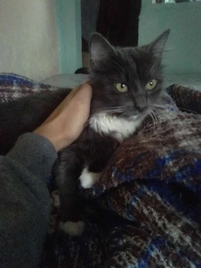 Gato ra a Não sei idade 2 a 6 meses nome Suuw
