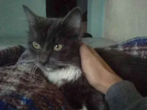 Gato raça Não sei idade 2 a 6 meses nome Suuw