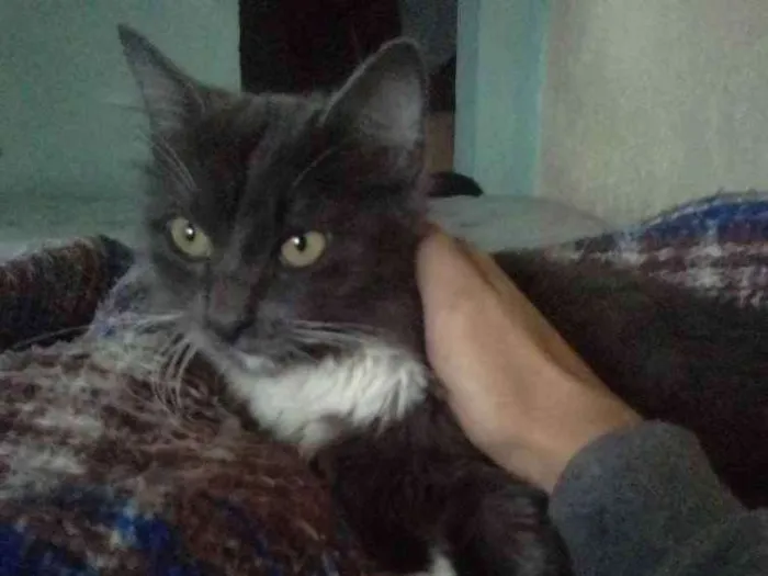 Gato ra a Não sei idade 2 a 6 meses nome Suuw