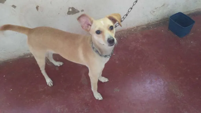 Cachorro raça Naosei idade 1 ano nome Frida