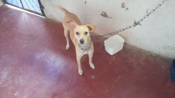 Cachorro raça Naosei idade 1 ano nome Frida