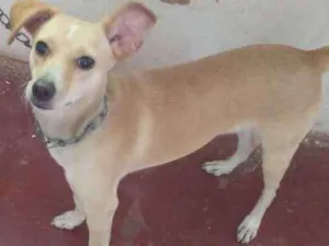 Cachorro raça Naosei idade 1 ano nome Frida