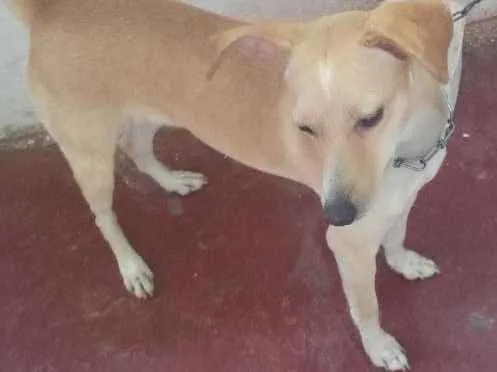 Cachorro raça Naosei idade 1 ano nome Frida
