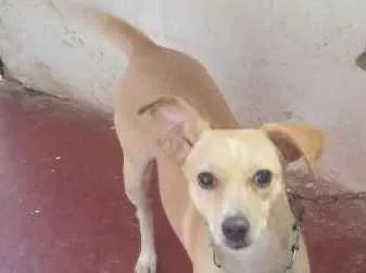 Cachorro raça Naosei idade 1 ano nome Frida