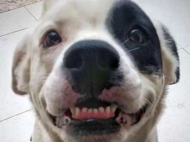 Cachorro ra a SRD idade 5 anos nome Gaia