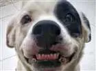 Cachorro raça SRD idade 5 anos nome Gaia