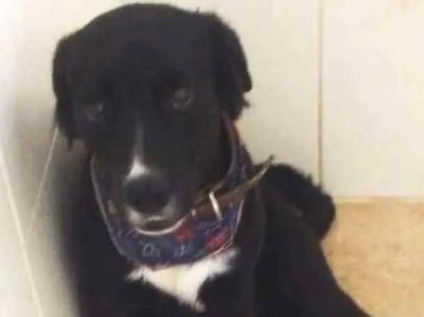 Cachorro ra a SRD idade 5 anos nome Bastian