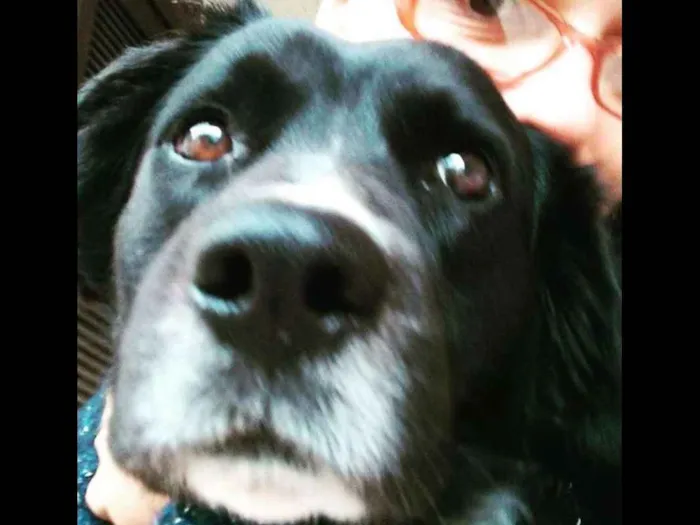 Cachorro ra a SRD idade 5 anos nome Bastian