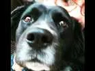 Cachorro raça SRD idade 5 anos nome Bastian