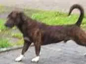Cachorro raça srd idade 7 a 11 meses nome Thor