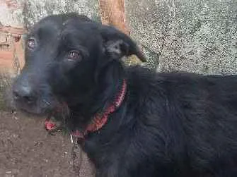 Cachorro ra a vira-lata com labrador idade 3 anos nome Negão