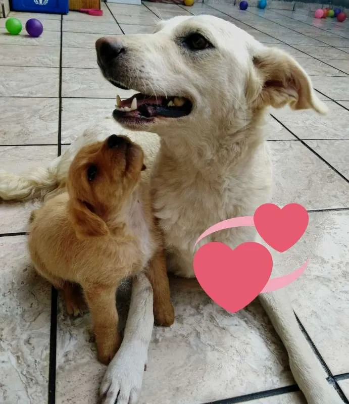 Cachorro ra a  idade 1 ano nome VOCÊ ESCOLHE