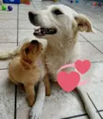 VOCÊ ESCOLHE