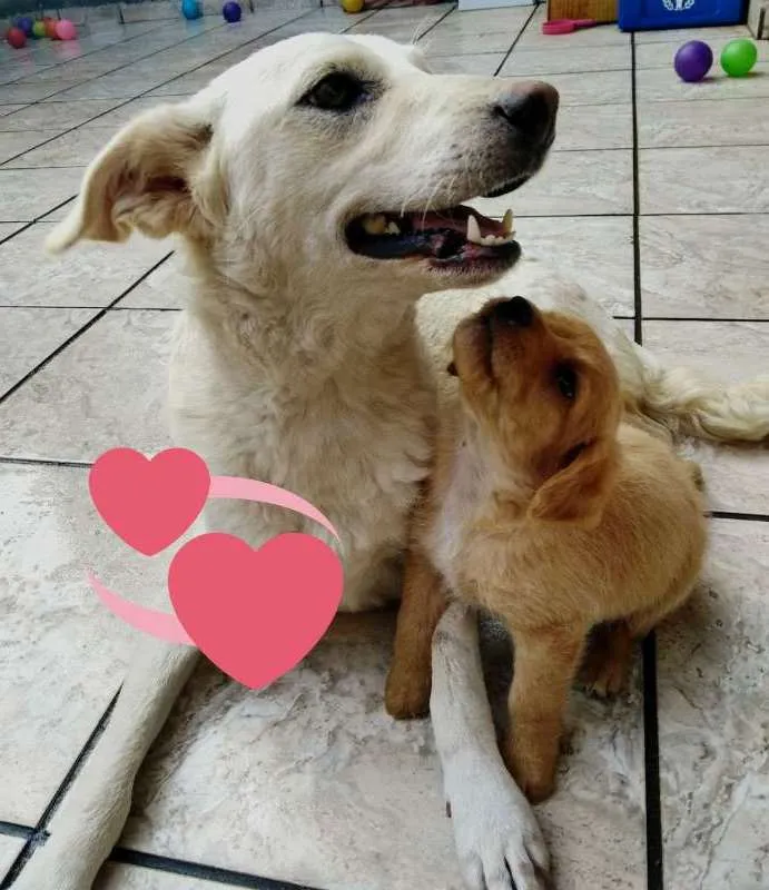 Cachorro ra a  idade 2 anos nome VOCÊ ESCOLHE