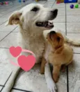 VOCÊ ESCOLHE