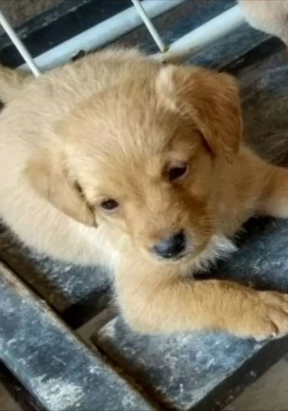 Cachorro ra a  idade 2 anos nome VOCÊ ESCOLHE