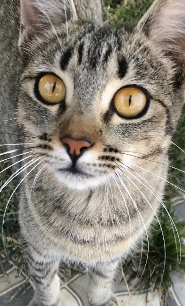 Gato ra a Srd idade 7 a 11 meses nome Mel