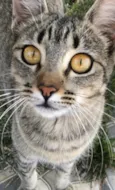 Mel