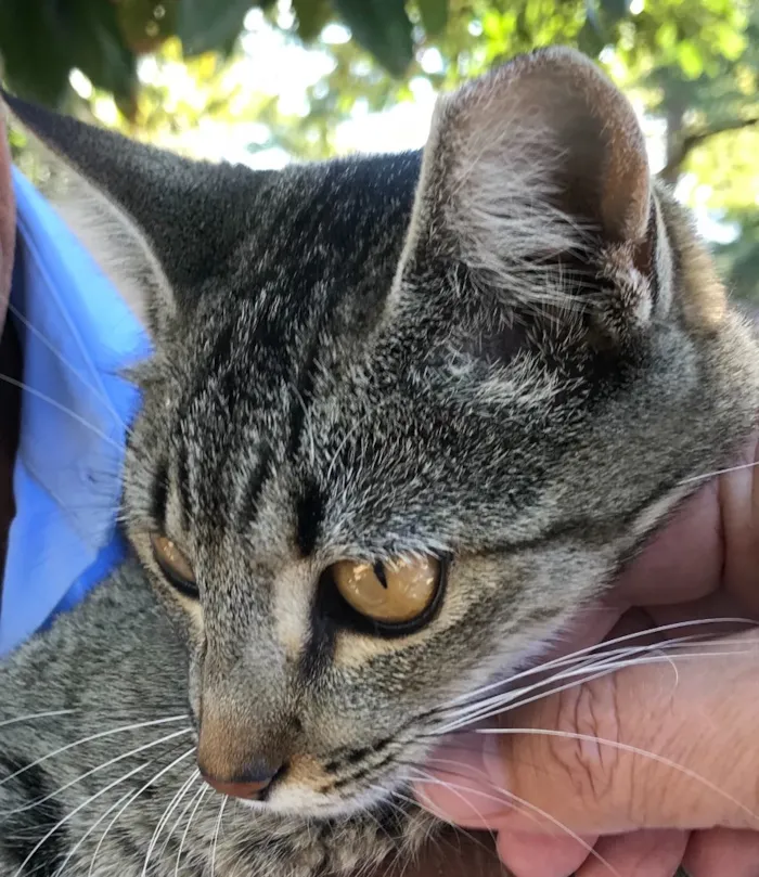 Gato ra a Srd idade 7 a 11 meses nome Mel
