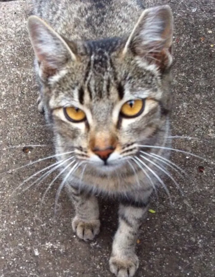 Gato ra a Srd idade 7 a 11 meses nome Mel