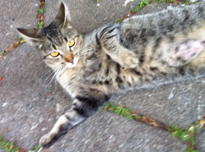 Gato ra a Srd idade 7 a 11 meses nome Mel