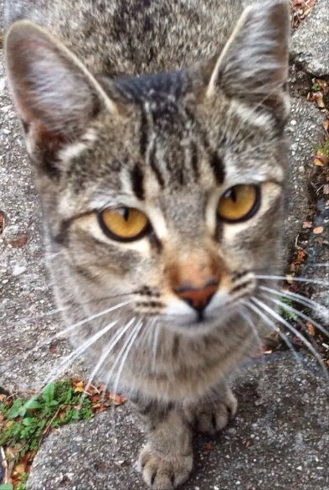 Gato ra a Srd idade 7 a 11 meses nome Mel
