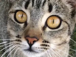 Gato raça Srd idade 7 a 11 meses nome Mel
