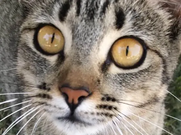Gato ra a Srd idade 7 a 11 meses nome Mel