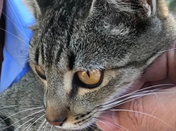 Gato ra a Srd idade 7 a 11 meses nome Mel