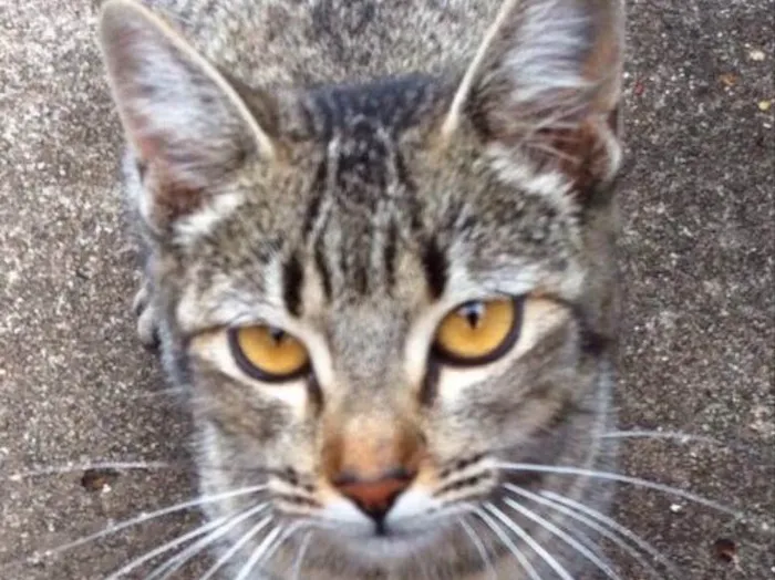 Gato ra a Srd idade 7 a 11 meses nome Mel
