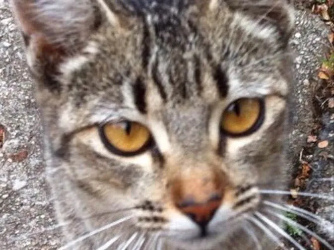 Gato ra a Srd idade 7 a 11 meses nome Mel