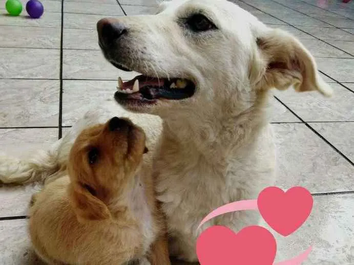 Cachorro ra a  idade 2 anos nome VOCÊ ESCOLHE