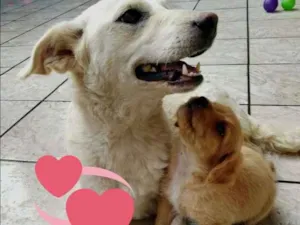 Cachorro raça  idade 1 ano nome VOCÊ ESCOLHE