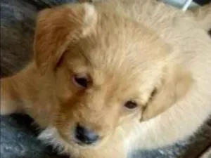 Cachorro raça  idade Abaixo de 2 meses nome VOCÊ ESCOLHE