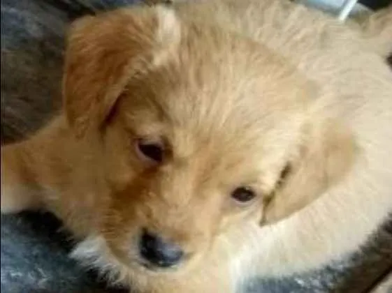 Cachorro ra a  idade Abaixo de 2 meses nome VOCÊ ESCOLHE